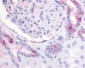PTGER2 / EP2 Antibody (N-Terminus)